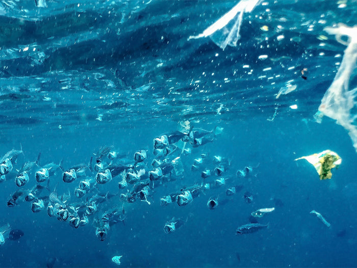underwater view of school of fish swimming with plastic