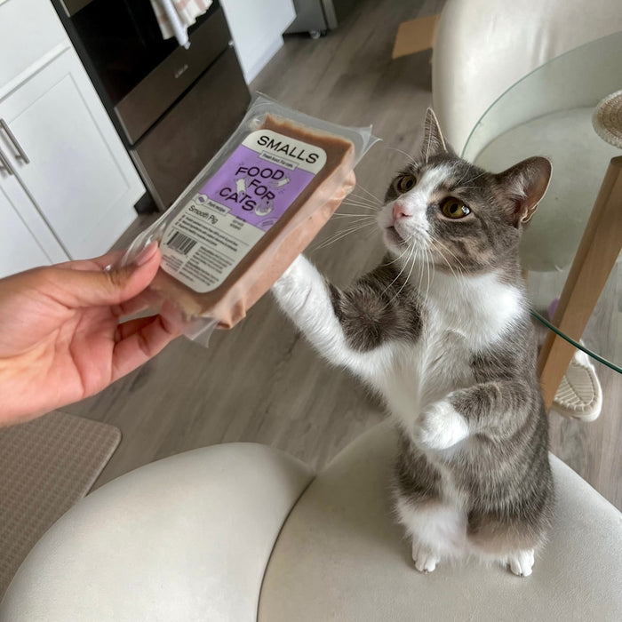 a white and grey cat touching smalls branded cat food on a dining chair