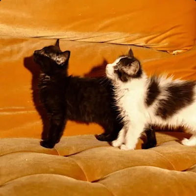 two kittens looking up on an orange couch