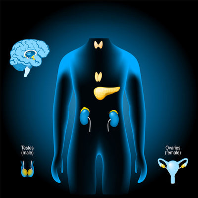 Diagram of human endocrine system with labeled testes, ovaries, brain, and other glands on a dark background.