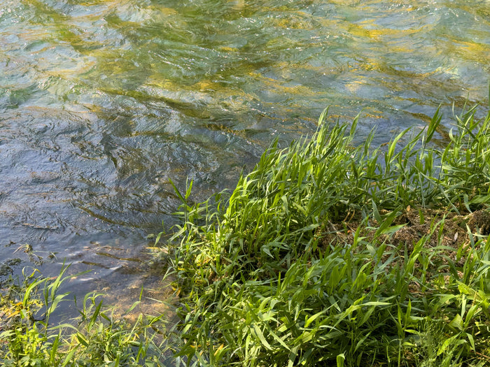 Close-up of water with green aquatic plants