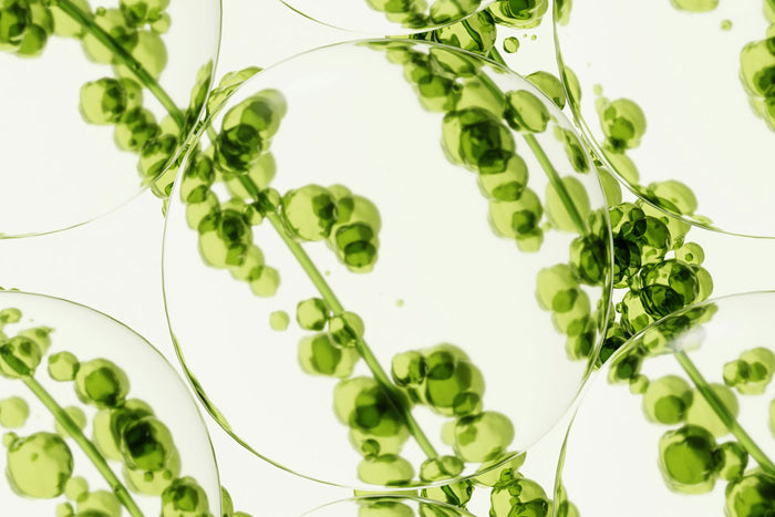 Close-up of green algae under a microscope on a white background