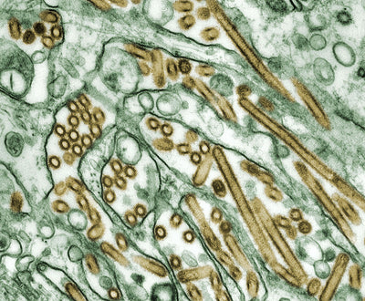 Microscopic view of biological structures with brown and green colors